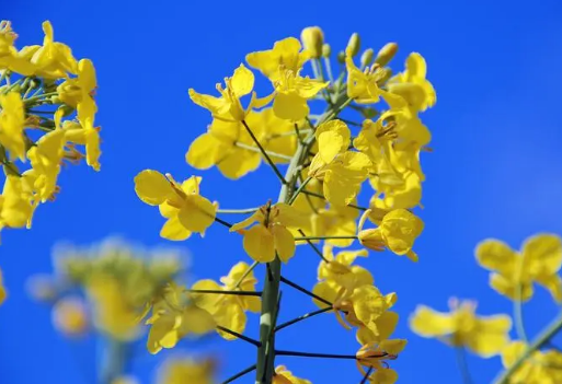 油菜花盛放 扮靓美丽乡村